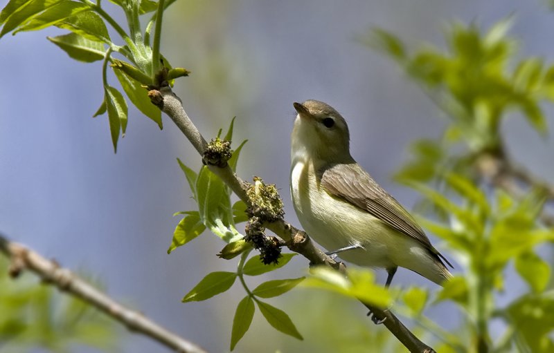 Warbling Vireo 0324