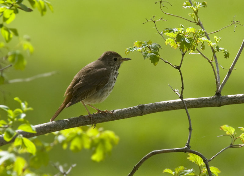 Hermit Thrush 0380