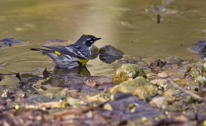 Yellow-rumped Warbler 0189