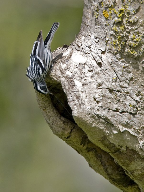Black and White Warbler 0397