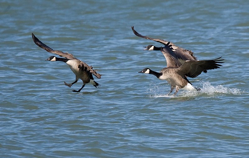 Canada Geese