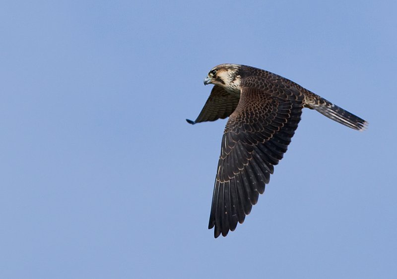 Peregrine Falcon