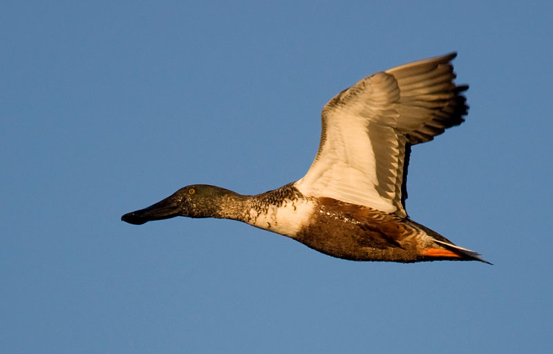 Northern Shoveler