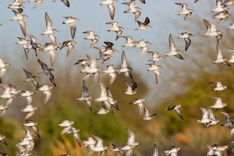 _I3W8427  Least Sandpipers