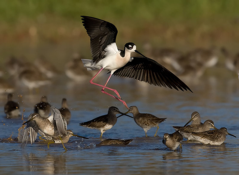 _I3W8614 BN Stilt & LB Dowitchers