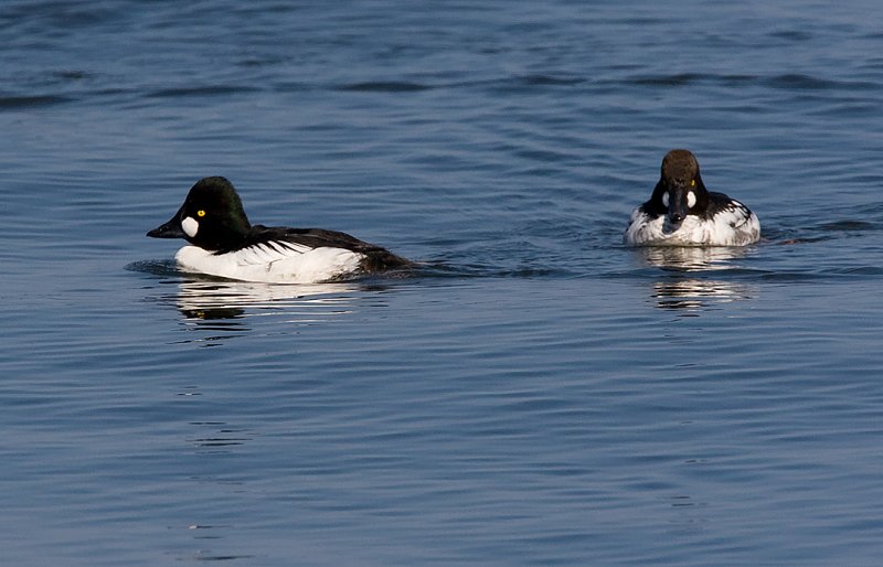 _I3W9668  Commen Goldeneyes