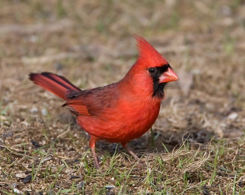 Northern Cardinal 0782