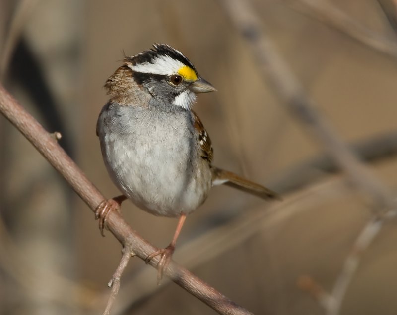 White-throated Sparrow 0409