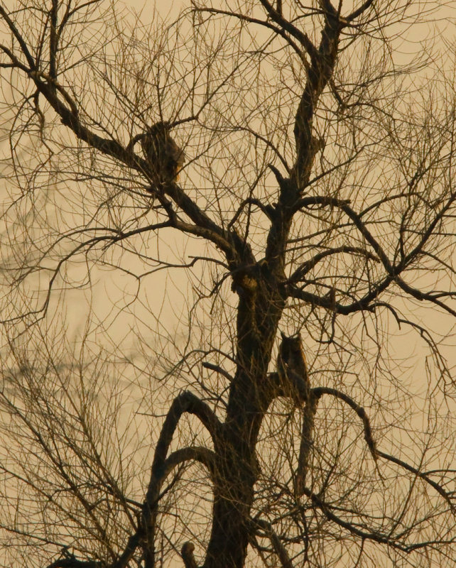 Great-horned Owl 0848