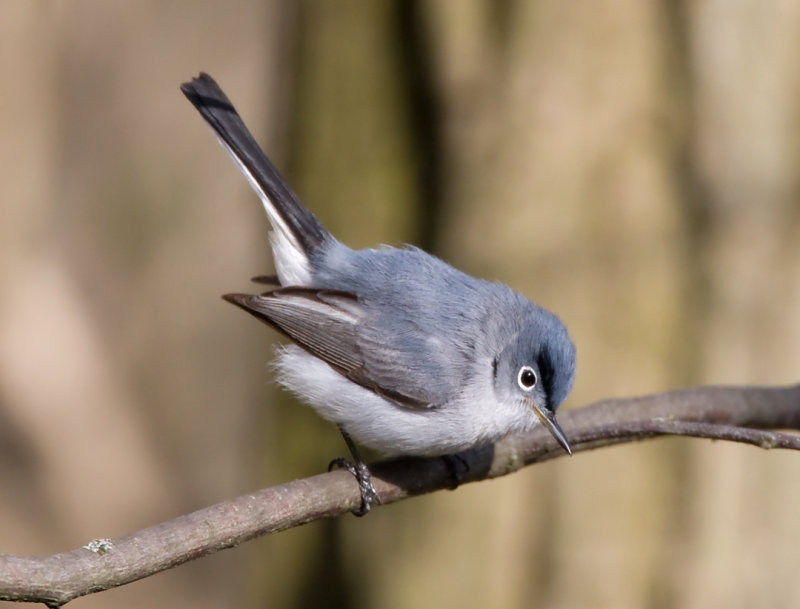 Blue-gray Gnatcatcher 2385