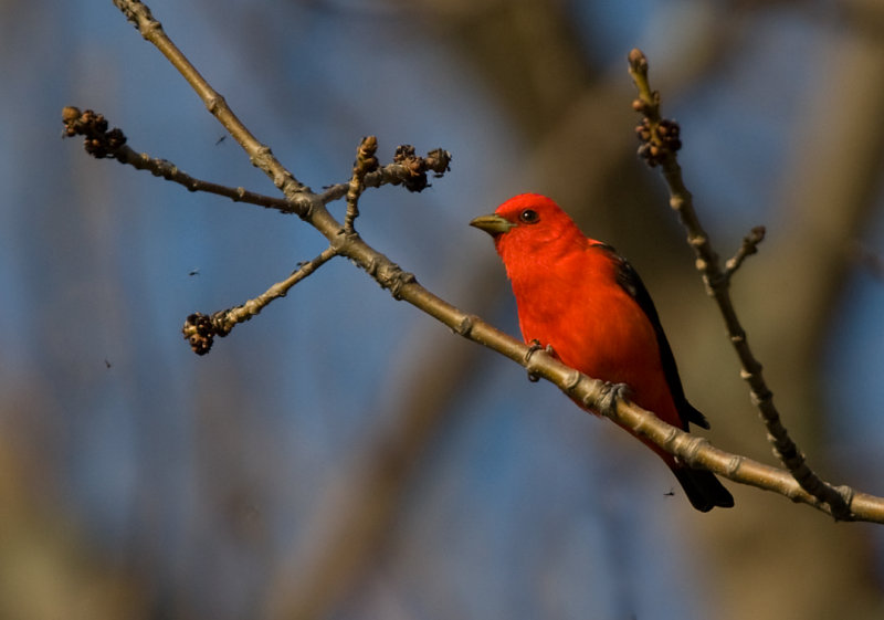 Scarlet Tanager 3223