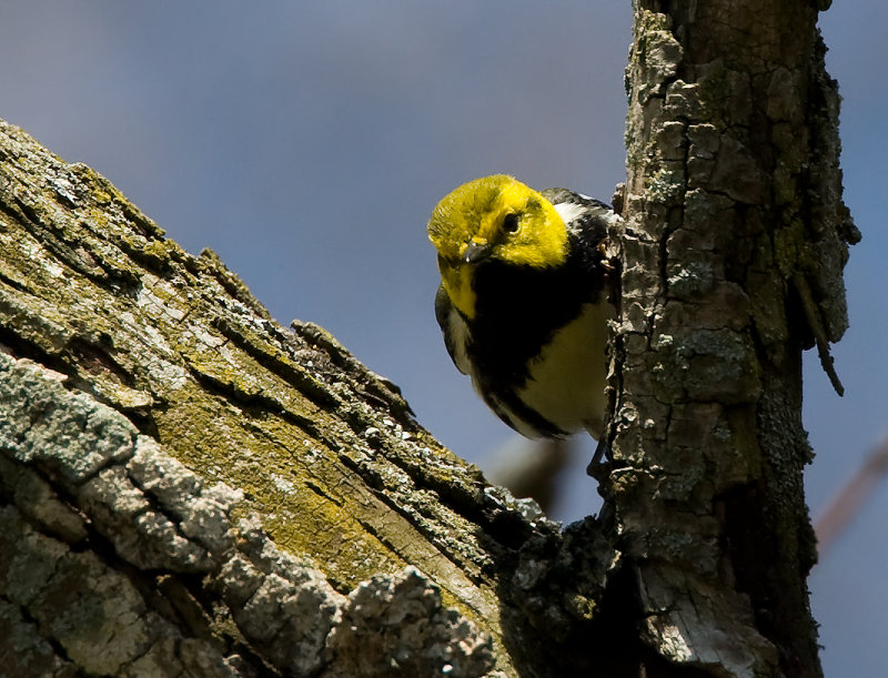 Black-throated Green Warbler 3581