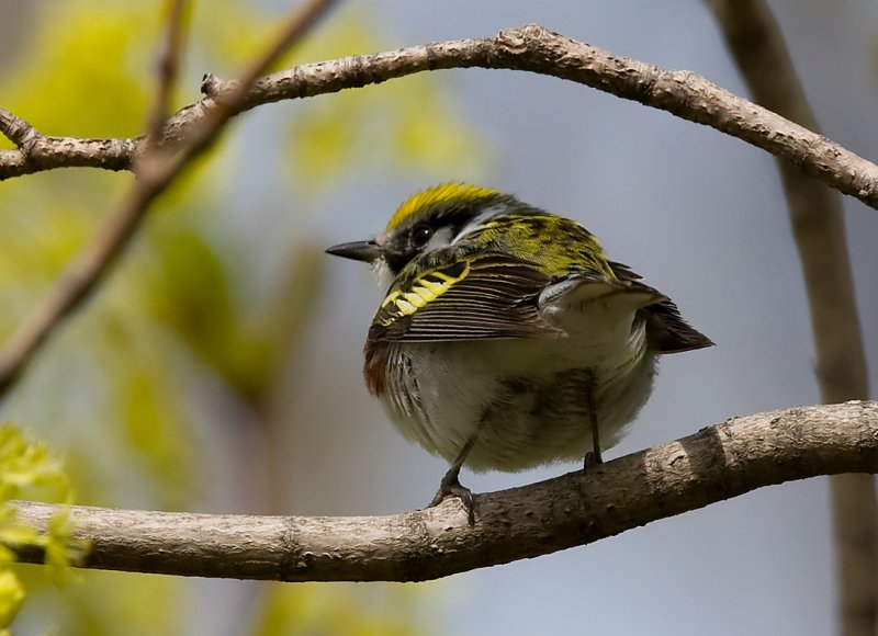 Chestnut-sided Warbler 4286.jpg