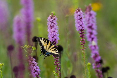 Yellow Swallowtail 7711