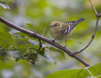 Bay-breasted Warbler