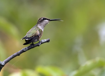 Ruby-throated Hummingbird