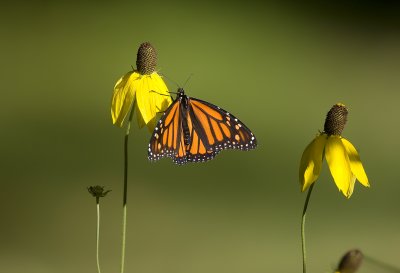 Monarch Butterfly