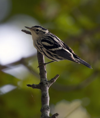Black and White Warbler female