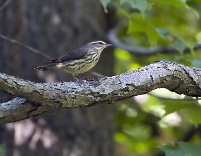 Northern Waterthrush