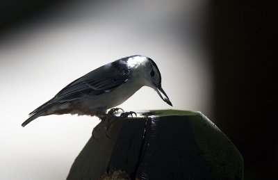 WB Nuthatch