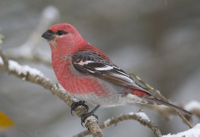 Pine Grosbeak 3W6019