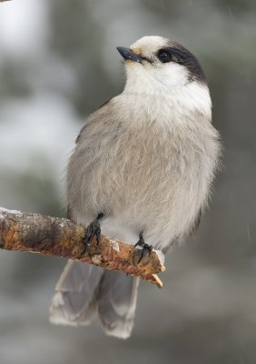 Gray Jay 3W6374