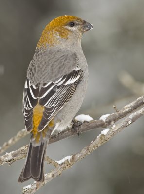 Pine Grosbeak W7027