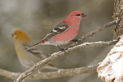 Pine Grosbeak 3W7019