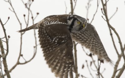 Northern Hawk Owl 3W7206