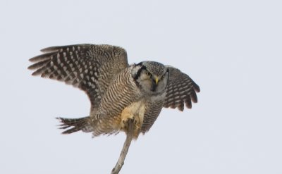 Northern Hawl Owl  3W5822