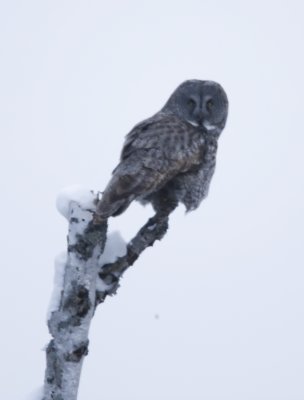 Great Gray Owl 3W7476