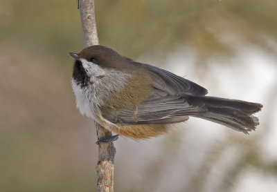 Boreal Chickadee 3W7816