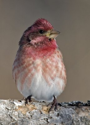 Purple Finch male 3W7980