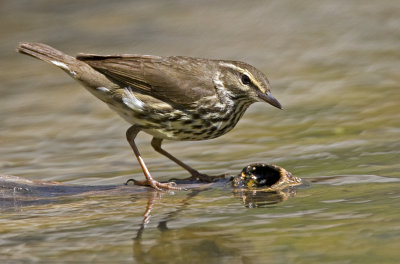 Northern Waterthrush 9938