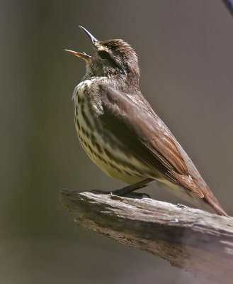 Northern Waterthrush 0074