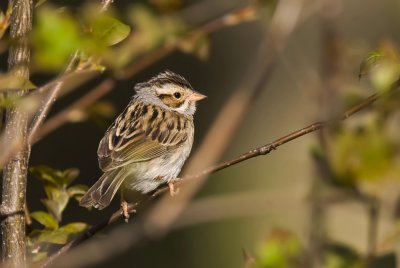 Clayt-colored Sparrow 0143