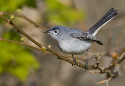 Blue Gray Gnatcatcher 0176