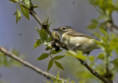 Warbling Vireo 0320