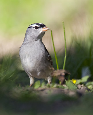 White-crowned Sparrow 0743