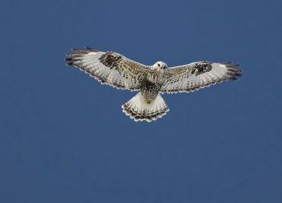 Rough-legged Hawk 8684