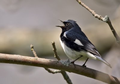 Black-throated Blue Warbler 0337