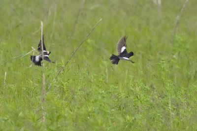 Lark Bunting