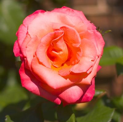 Macro Photography