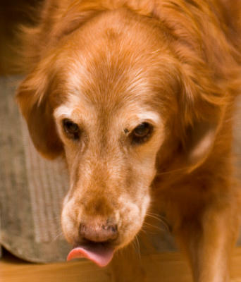 Mollie sticking tongue out