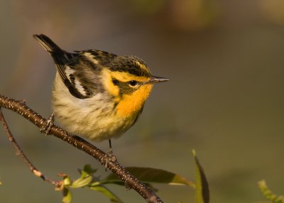 Blackburnian Warbler.jpg