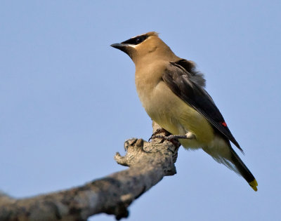 Cedar Waxwing