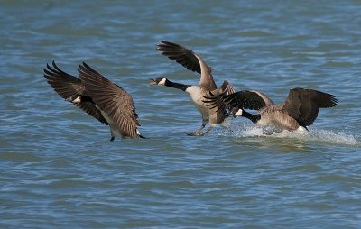 Canada Geese