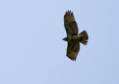 Red-tailed Hawk