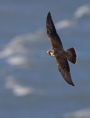 Concordia Hawk Migration