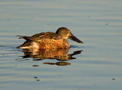 Northern Shoveler